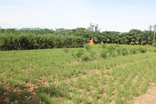 2 Kết quả bước đầu sản xuất nông nghiệp ứng dụng công nghệ cao tại Quảng Ngãi