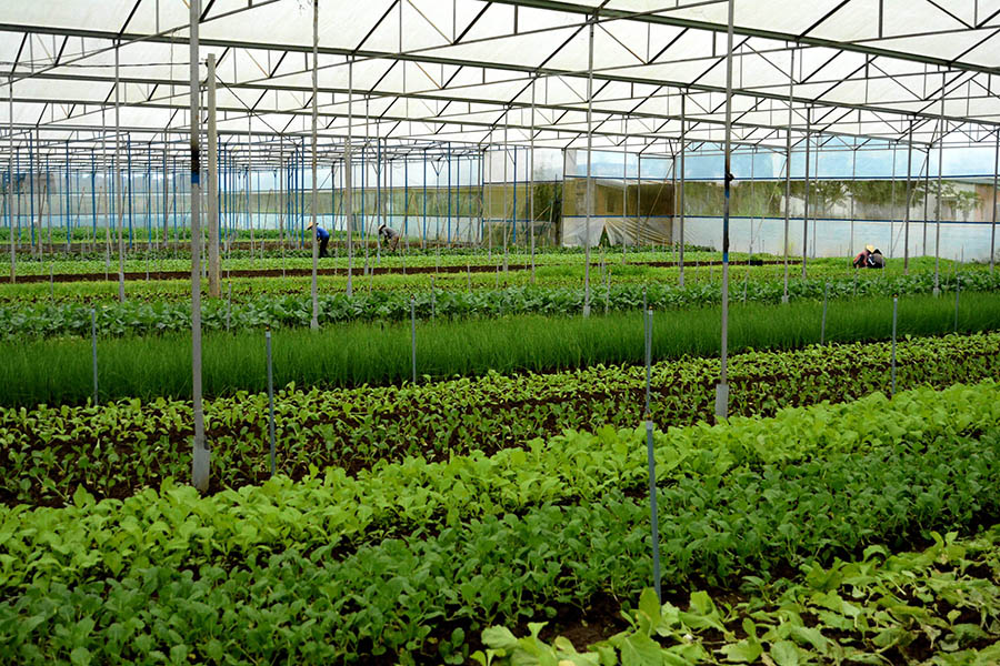 Nong nghiep Kết quả bước đầu sản xuất nông nghiệp ứng dụng công nghệ cao tại Quảng Ngãi